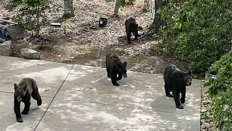 Bear Activity Alert in District 19