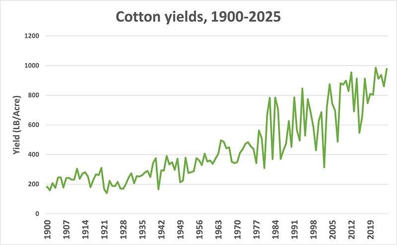 Cotton Yields since 1900 2025 in SC