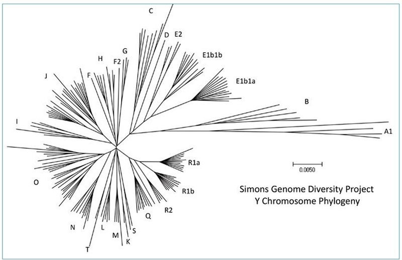 Human y chromosome DNA