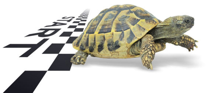 Turlte over the finishing line