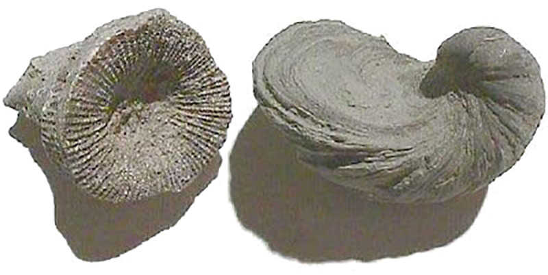bcfossil