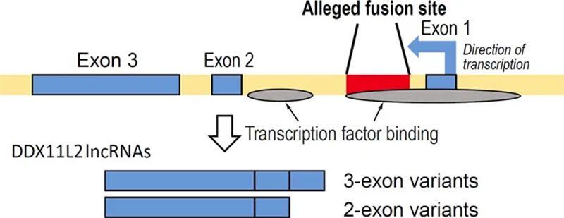 fusion site and DDX11L2