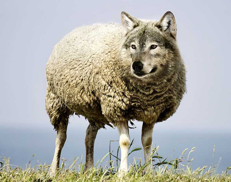 Wolf In Sheep Clothing