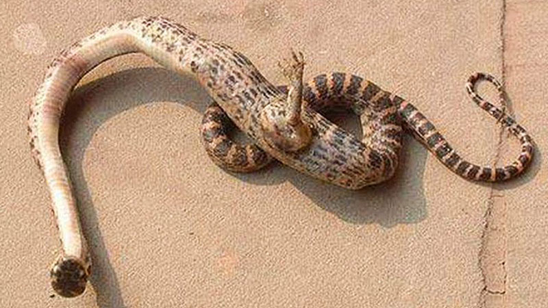 snake with leg