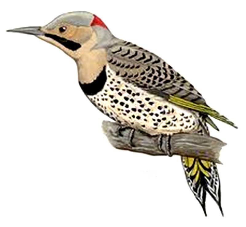 Yellow-shafted Flicker (male)